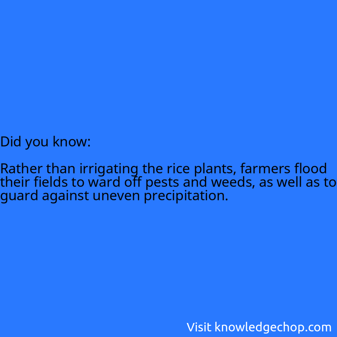   Rather than irrigating the rice plants, farmers flood their fields to ward off pests and weeds, as well as to guard against uneven precipitation.