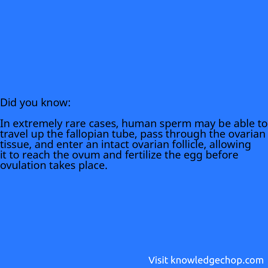   In extremely rare cases, human sperm may be able to travel up the fallopian tube, pass through the ovarian tissue, and enter an intact ovarian follicle, allowing it to reach the ovum and fertilize the egg before ovulation takes place.
