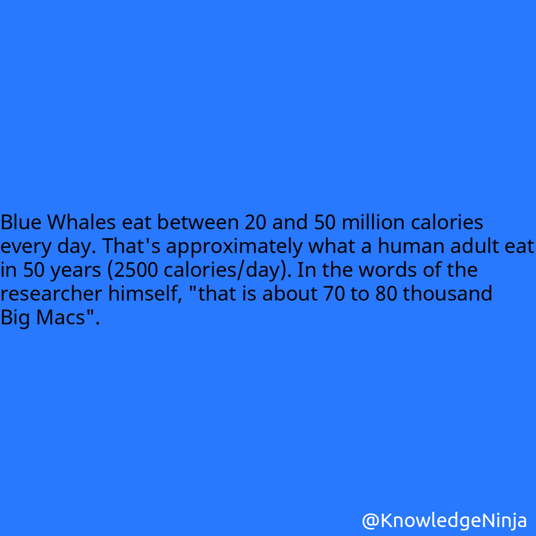 
Blue Whales eat between 20 and 50 million calories every day. That's approximately what a human adult eat in 50 years (2500 calories/day). In the words of the researcher himself, 