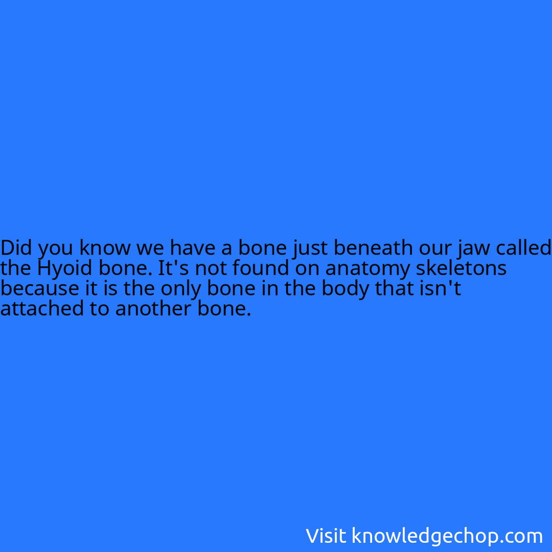 we have a bone just beneath our jaw called the Hyoid bone. It's not found on anatomy skeletons because it is the only bone in the body that isn't attached to another bone.