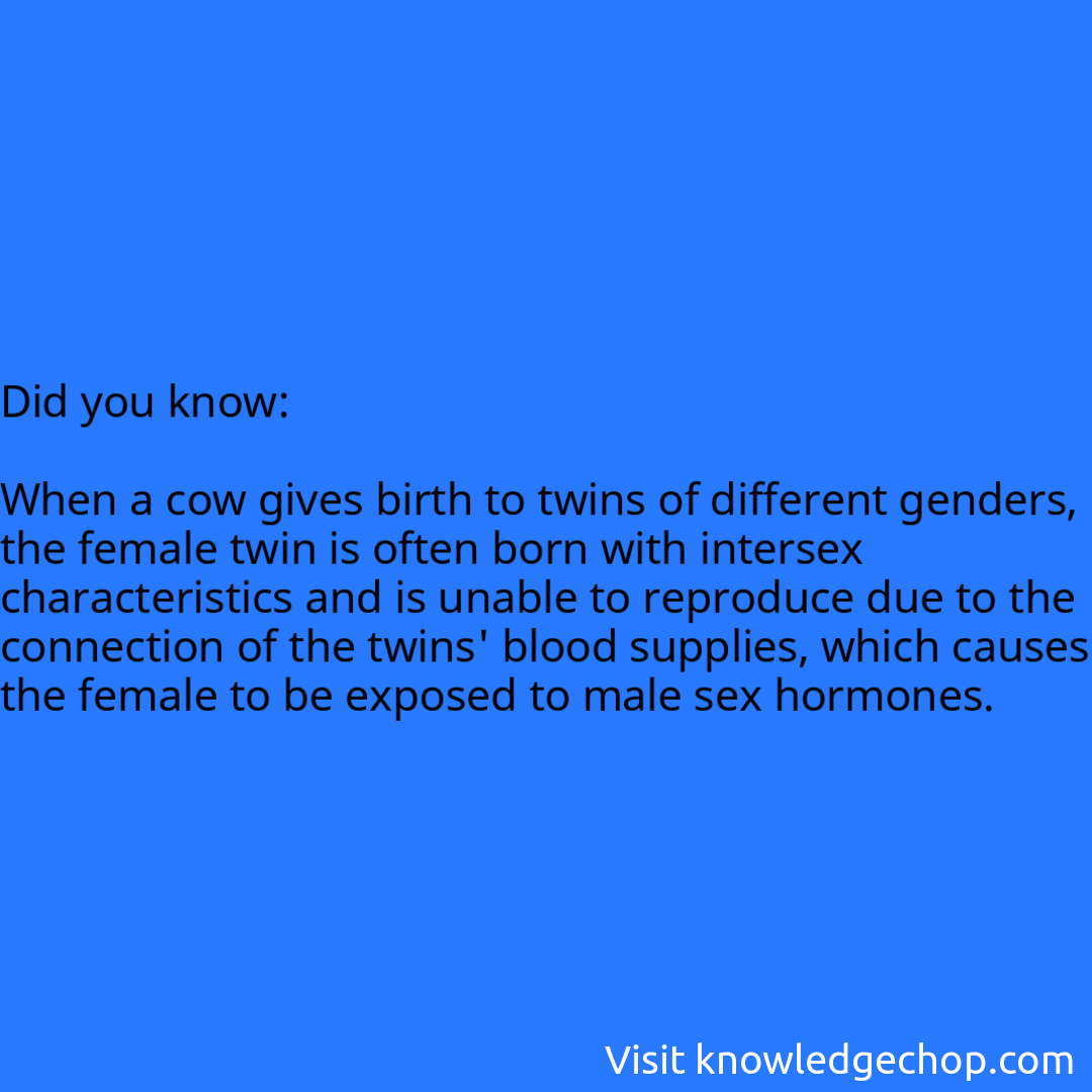   When a cow gives birth to twins of different genders, the female twin is often born with intersex characteristics and is unable to reproduce due to the connection of the twins' blood supplies, which causes the female to be exposed to male sex hormones.