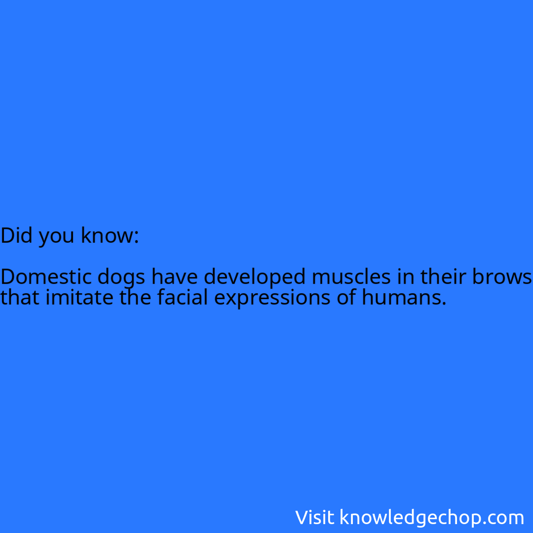   Domestic dogs have developed muscles in their brows that imitate the facial expressions of humans.