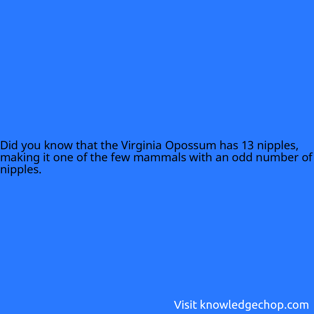 that the Virginia Opossum has 13 nipples, making it one of the few mammals with an odd number of nipples.