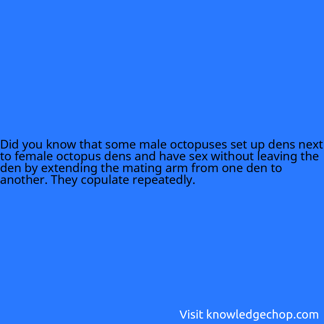 that some male octopuses set up dens next to female octopus dens and have sex without leaving the den by extending the mating arm from one den to another. They copulate repeatedly.
