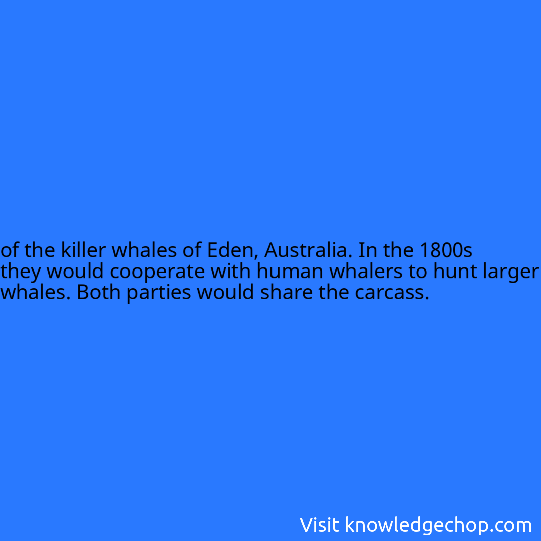 
of the killer whales of Eden, Australia. In the 1800s they would cooperate with human whalers to hunt larger whales. Both parties would share the carcass.