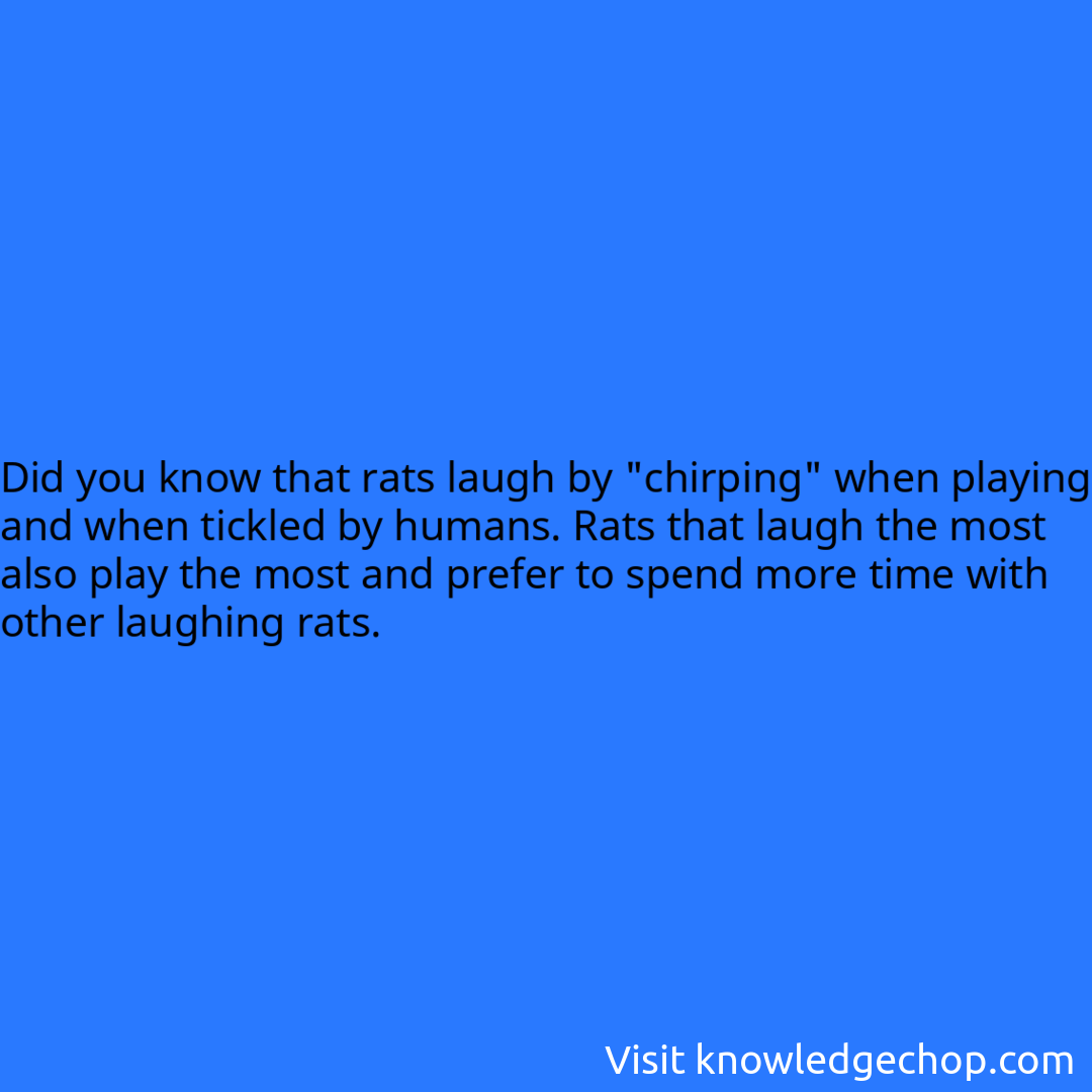 that rats laugh by 