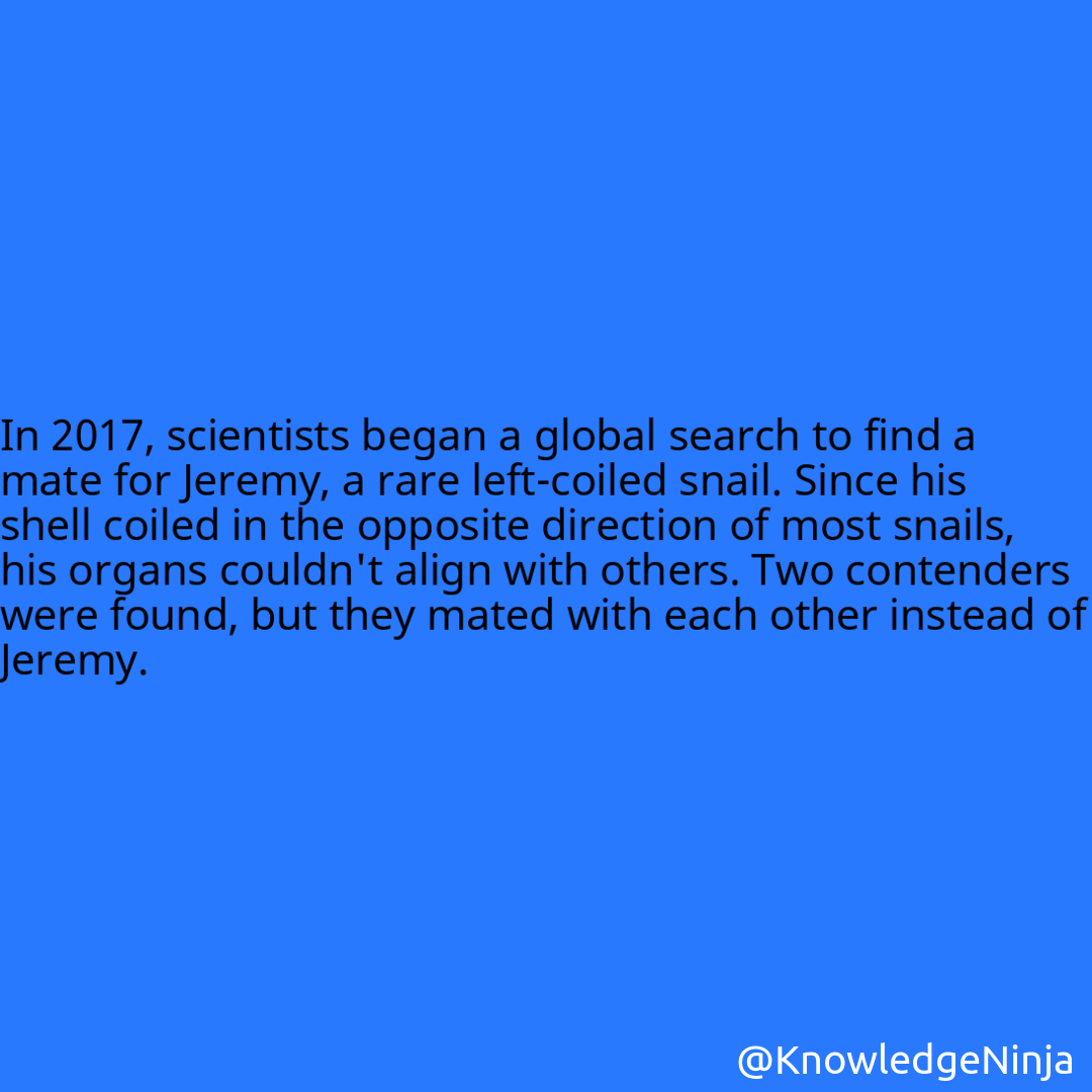 
In 2017, scientists began a global search to find a mate for Jeremy, a rare left-coiled snail. Since his shell coiled in the opposite direction of most snails, his organs couldn't align with others. Two contenders were found, but they mated with each other instead of Jeremy.