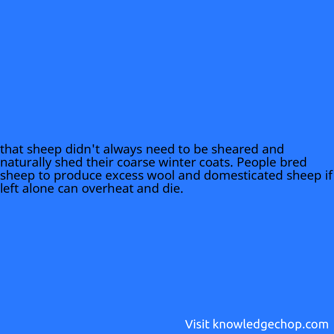 that sheep didn't always need to be sheared and naturally shed their