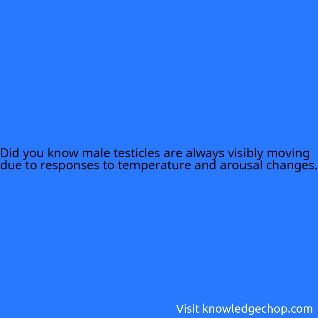 male testicles are always visibly moving due to responses to