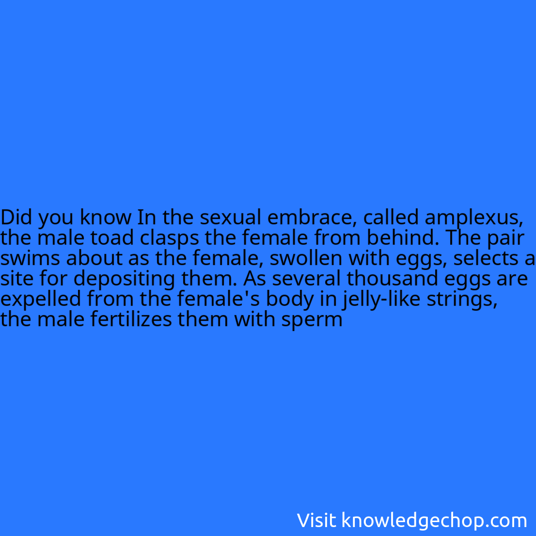 In the sexual embrace, called amplexus, the male toad clasps the female from behind. The pair swims about as the female, swollen with eggs, selects a site for depositing them. As several thousand eggs are expelled from the female's body in jelly-like strings, the male fertilizes them with sperm