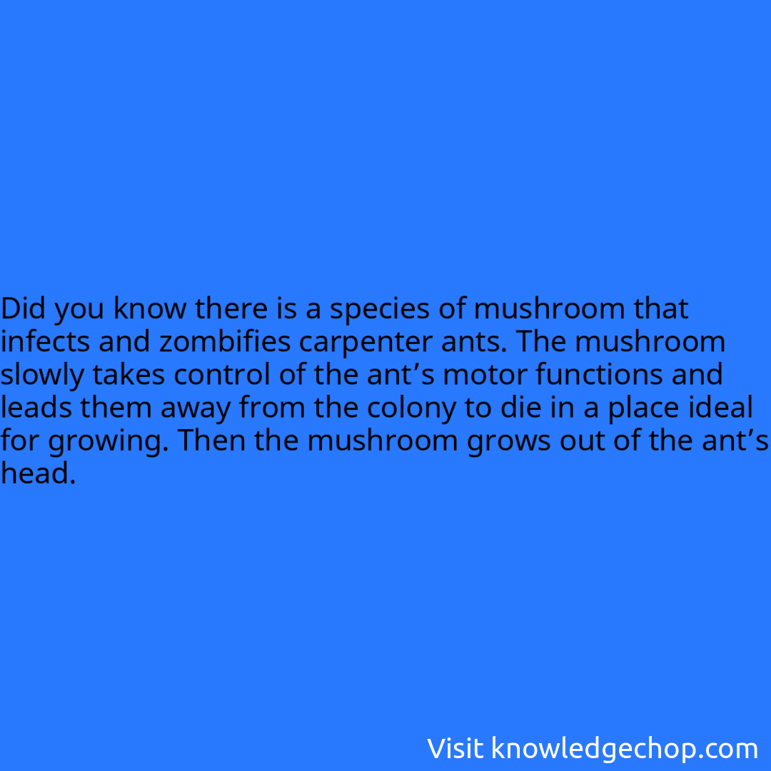 How to tell Bald Eagle age 🥷 Knowledge Ninja