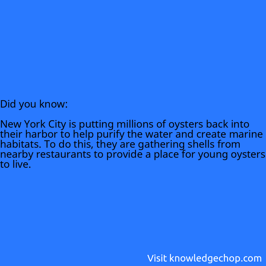   New York City is putting millions of oysters back into their harbor to help purify the water and create marine habitats. To do this, they are gathering shells from nearby restaurants to provide a place for young oysters to live.