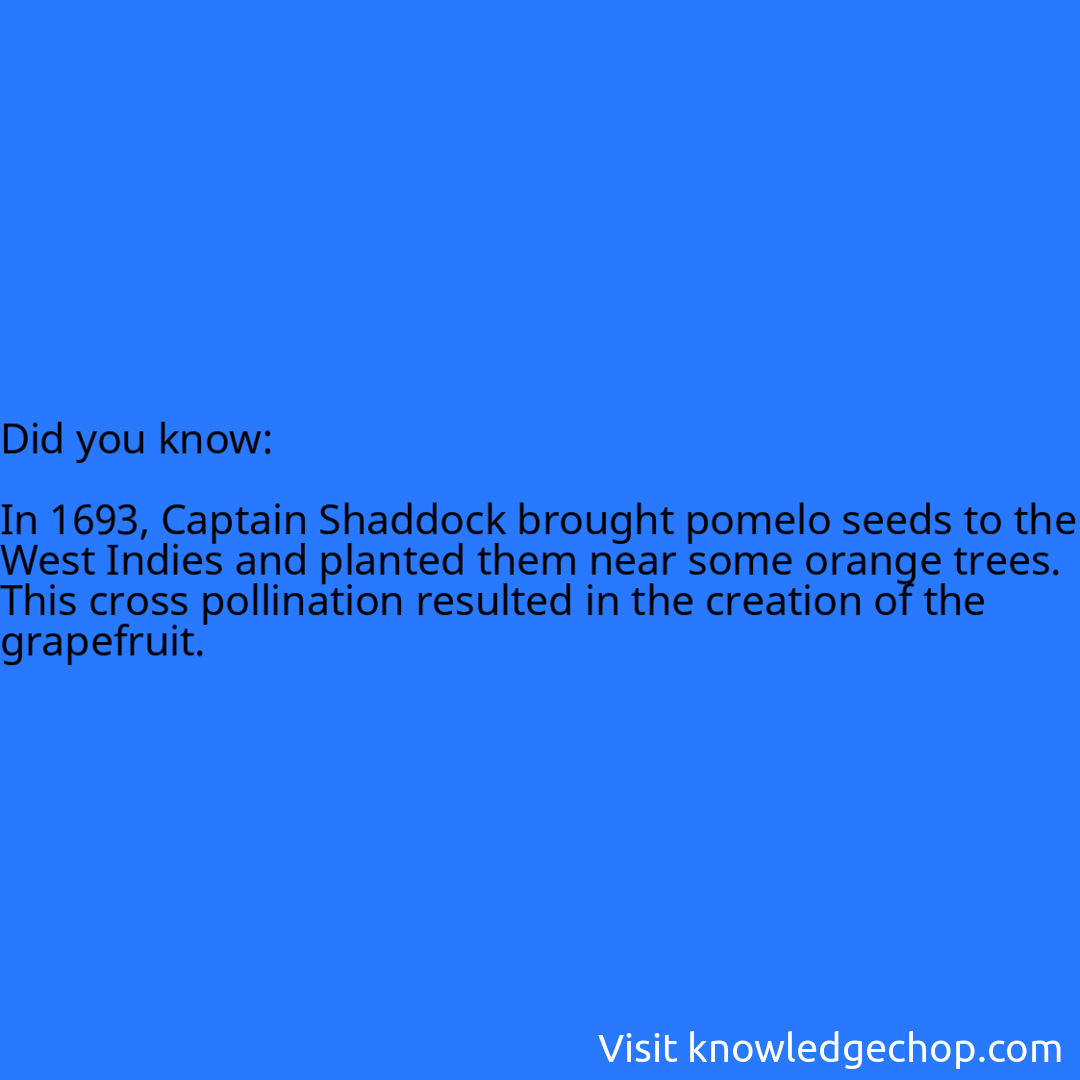   In 1693, Captain Shaddock brought pomelo seeds to the West Indies and planted them near some orange trees. This cross pollination resulted in the creation of the grapefruit.