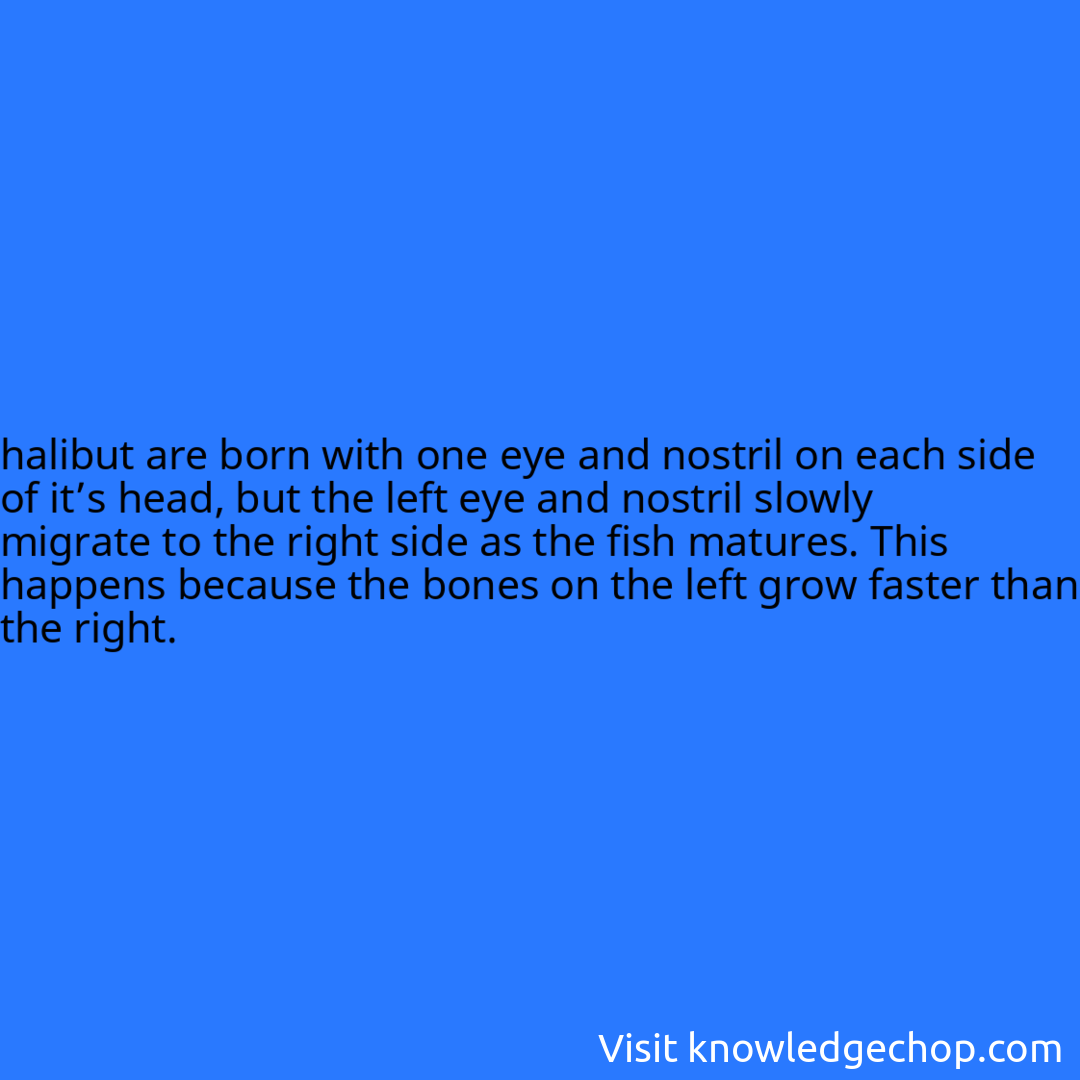 halibut are born with one eye and nostril on each side of it’s head, but the left eye and