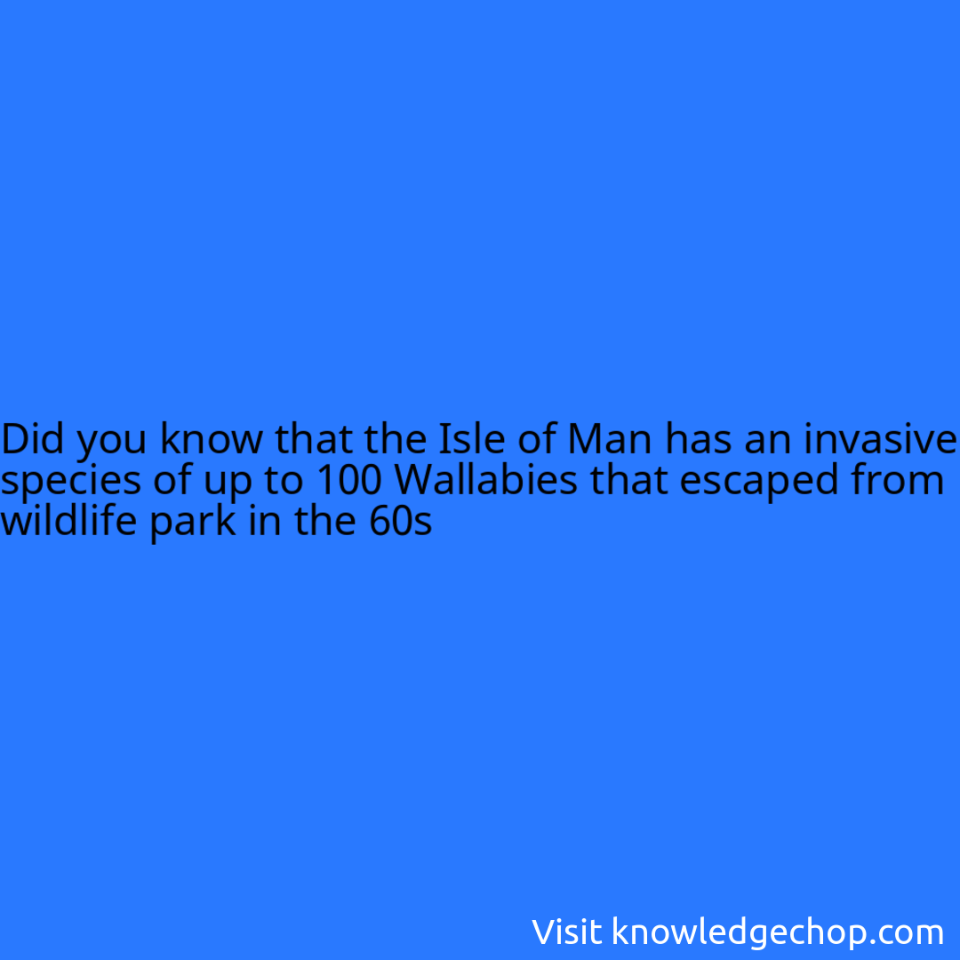 that the Isle of Man has an invasive species of up to 100 Wallabies that escaped from wildlife park in the 60s