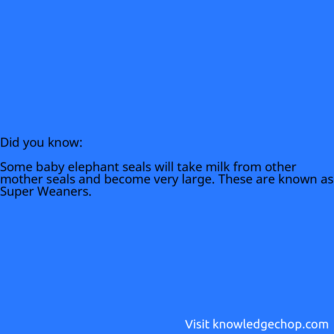   Some baby elephant seals will take milk from other mother seals and become very large. These are known as Super Weaners.