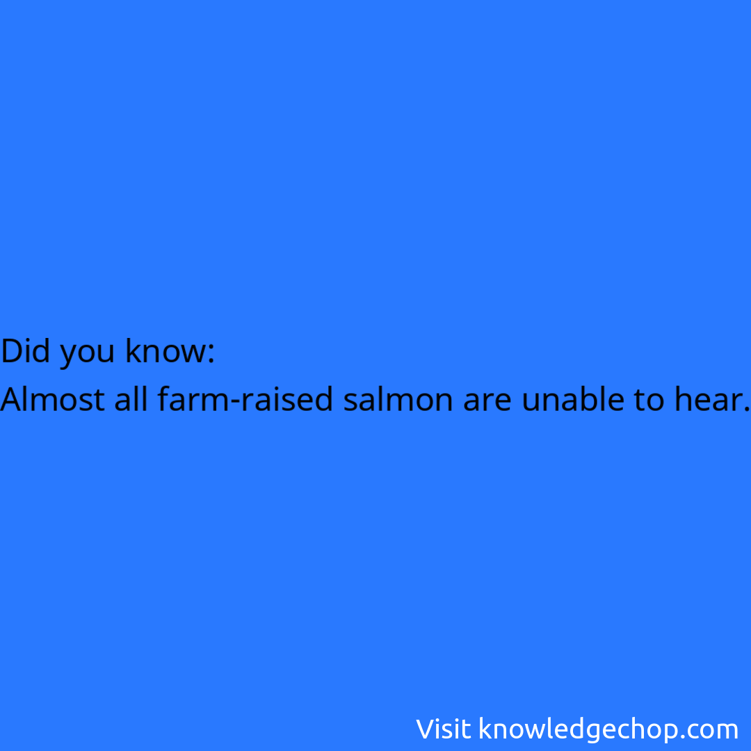   Almost all farm-raised salmon are unable to hear.