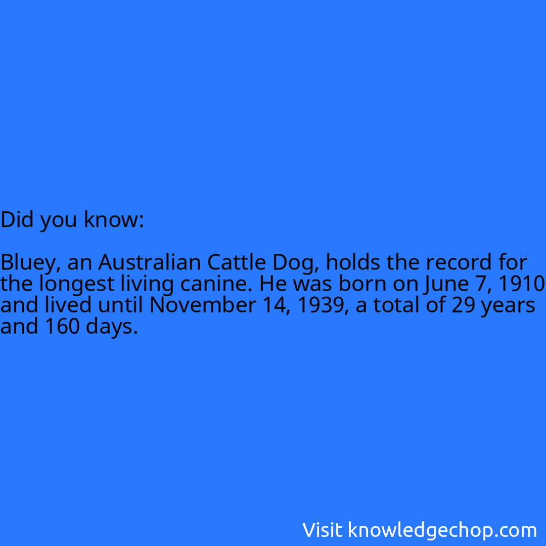   Bluey, an Australian Cattle Dog, holds the record for the longest living canine. He was born on June 7, 1910 and lived until November 14, 1939, a total of 29 years and 160 days.