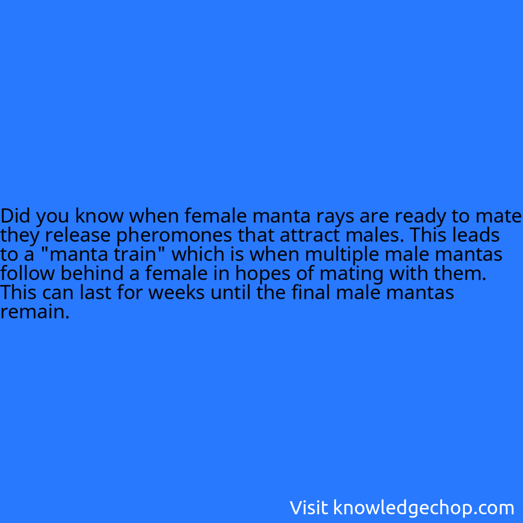when female manta rays are ready to mate they release pheromones that attract males. This leads to a 