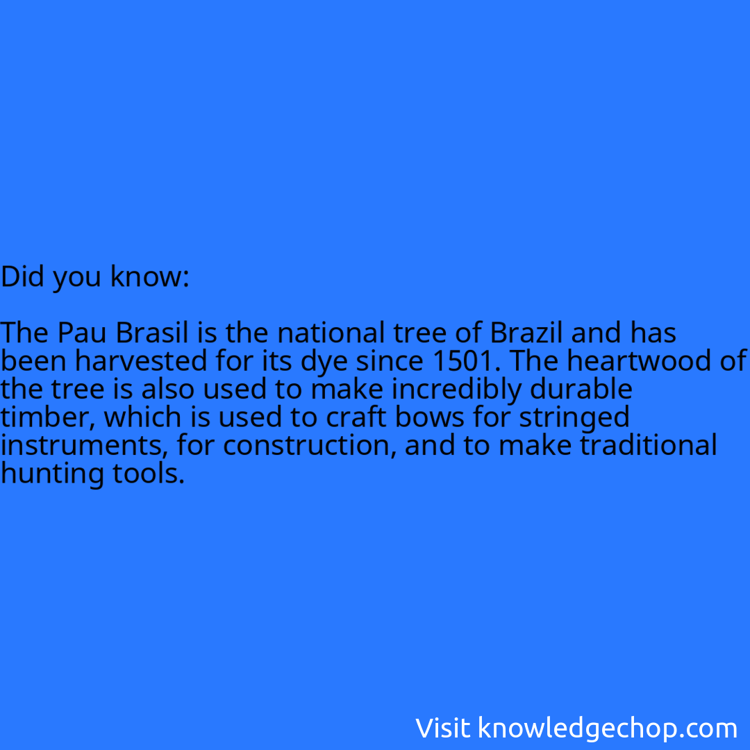   The Pau Brasil is the national tree of Brazil and has been harvested for its dye since 1501. The heartwood of the tree is also used to make incredibly durable timber, which is used to craft bows for stringed instruments, for construction, and to make traditional hunting tools.