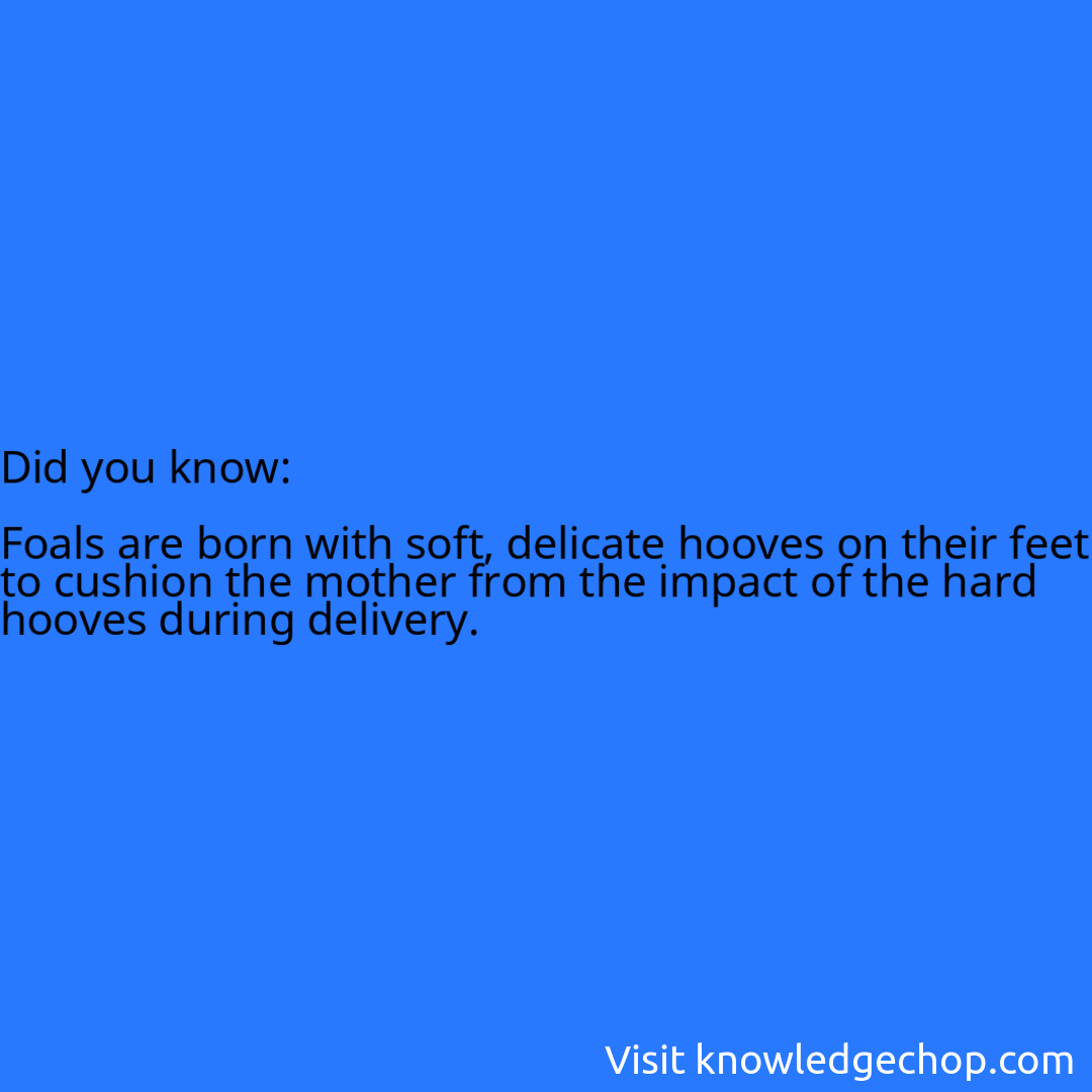   Foals are born with soft, delicate hooves on their feet to cushion the mother from the impact of the hard hooves during delivery.