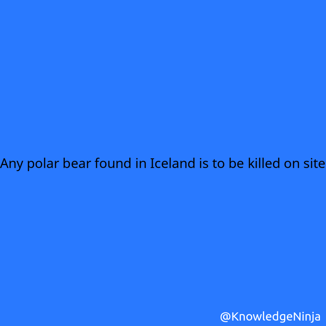 
Any polar bear found in Iceland is to be killed on site