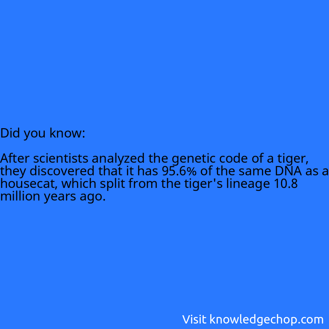   After scientists analyzed the genetic code of a tiger, they discovered that it has 95.6% of the same DNA as a housecat, which split from the tiger's lineage 10.8 million years ago.