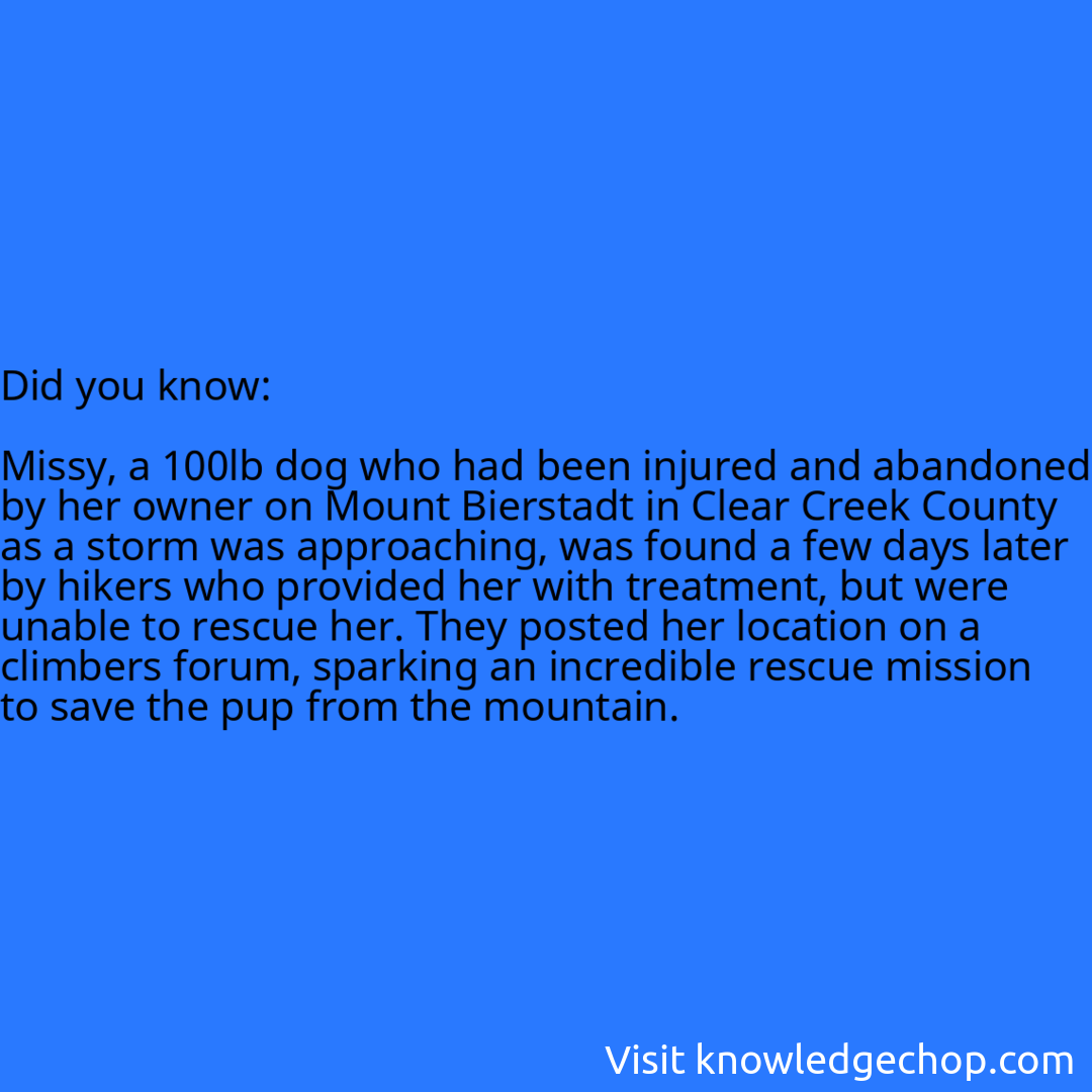   Missy, a 100lb dog who had been injured and abandoned by her owner on Mount Bierstadt in Clear Creek County as a storm was approaching, was found a few days later by hikers who provided her with treatment, but were unable to rescue her. They posted her location on a climbers forum, sparking an incredible rescue mission to save the pup from the mountain.