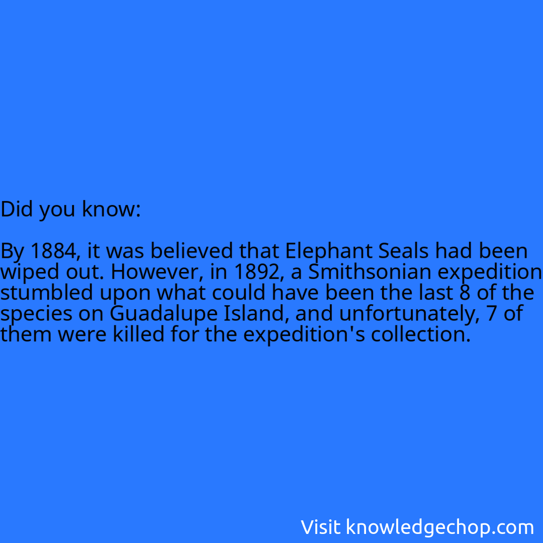   By 1884, it was believed that Elephant Seals had been wiped out. However, in 1892, a Smithsonian expedition stumbled upon what could have been the last 8 of the species on Guadalupe Island, and unfortunately, 7 of them were killed for the expedition's collection.