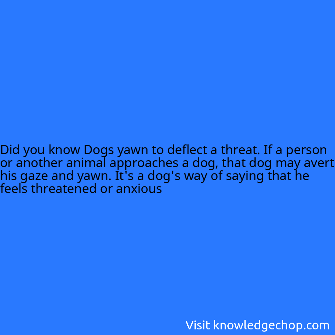 Dogs yawn to deflect a threat. If a person or another animal approaches a dog, that dog may avert his gaze and yawn. It's a dog's way of saying that he feels threatened or anxious