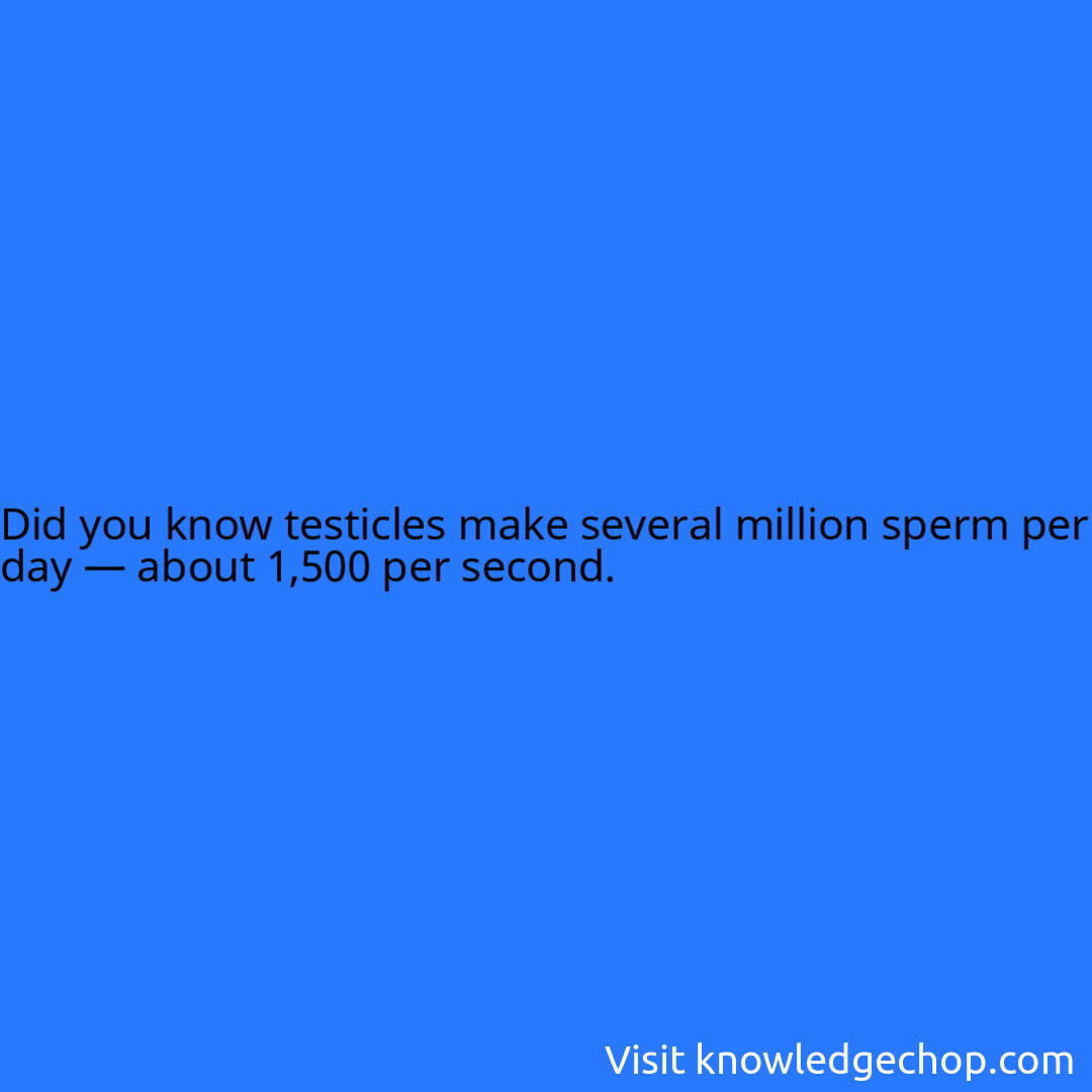 testicles make several million sperm per day — about 1,500 per second.
