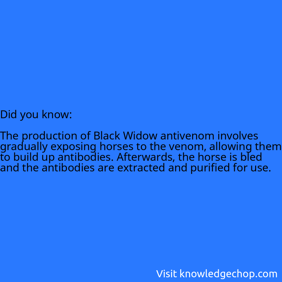   The production of Black Widow antivenom involves gradually exposing horses to the venom, allowing them to build up antibodies. Afterwards, the horse is bled and the antibodies are extracted and purified for use.