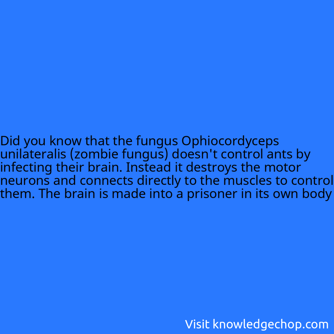 that the fungus Ophiocordyceps unilateralis (zombie fungus) doesn't control ants by infecting their brain. Instead it destroys the motor neurons and connects directly to the muscles to control them. The brain is made into a prisoner in its own body