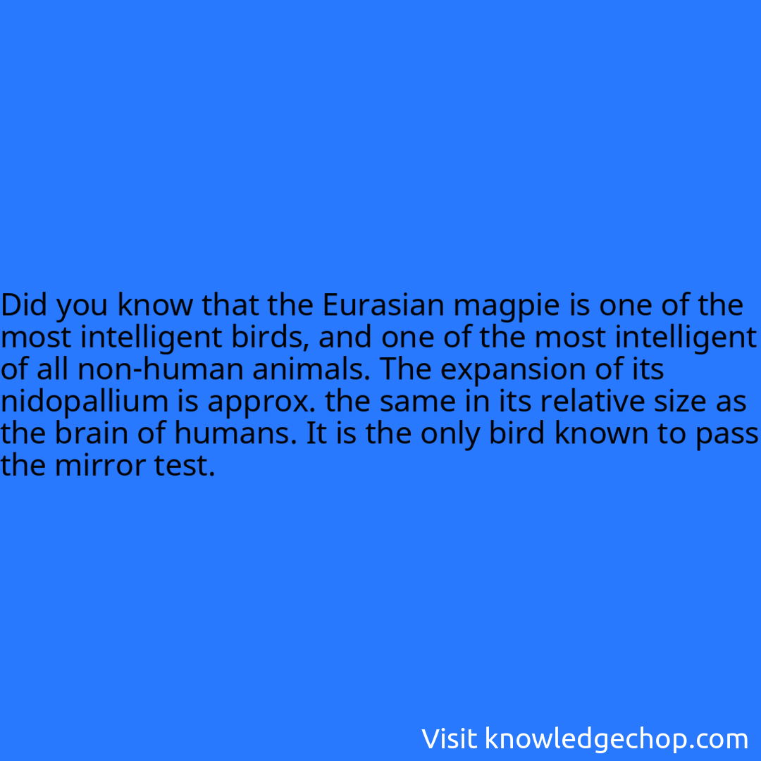 that the Eurasian magpie is one of the most intelligent birds, and one of the most intelligent of all non-human animals. The expansion of its nidopallium is approx. the same in its relative size as the brain of humans. It is the only bird known to pass the mirror test.